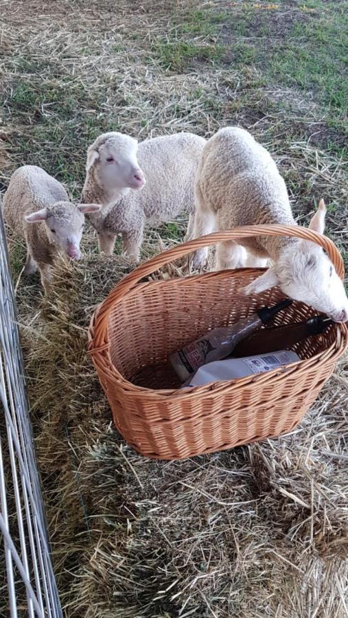 New Horizons Farm Stay Smeaton Екстер'єр фото