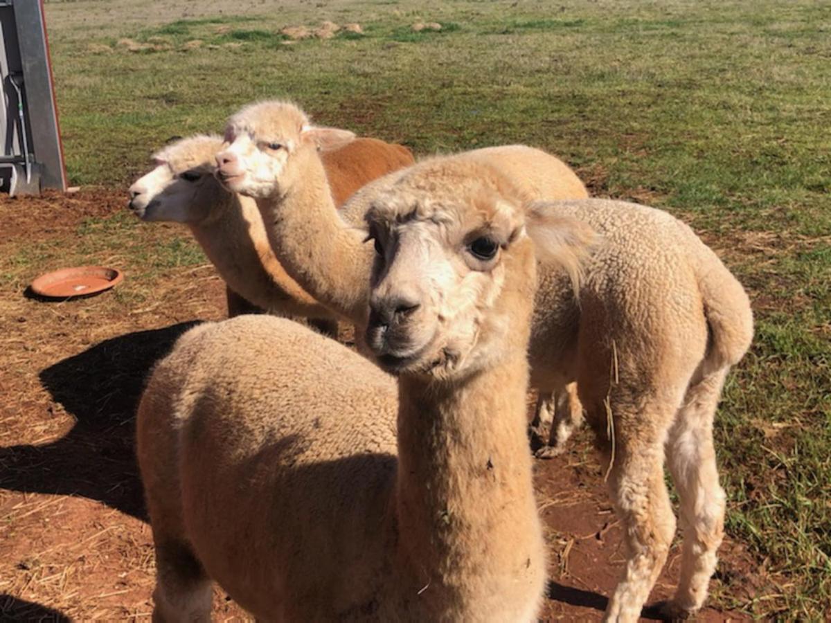New Horizons Farm Stay Smeaton Екстер'єр фото